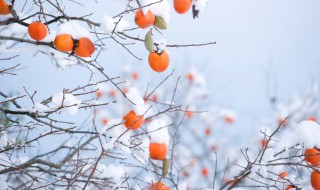 关于立冬的短句 立冬的句子精选