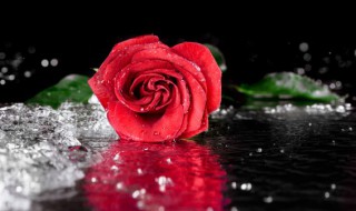 赞美玫瑰花的优美短句 称赞玫瑰花的句子有哪些