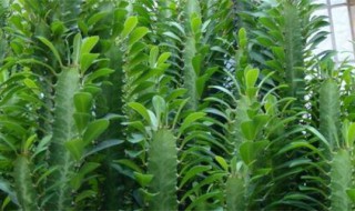 巴西龙骨的养殖方法与注意事项 如何养殖巴西龙骨