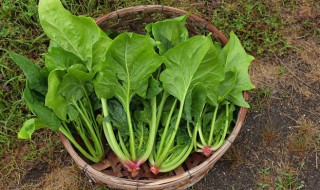 菠菜和芹菜能一起吃吗 菠菜和芹菜一起吃行吗