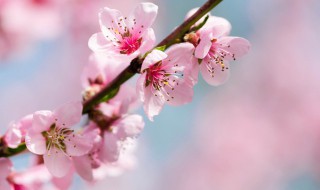 十里桃花唯美句子 关于十里桃花唯美句子