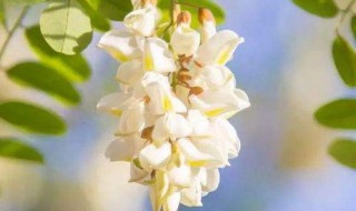 槐花有什么作用 槐花作用介绍