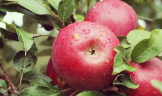 平安夜为什么要吃苹果和香蕉 平安夜为啥要吃苹果和香蕉