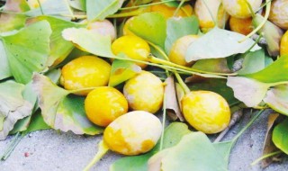 银杏果能长期吃吗 银杏果是否可以天天吃