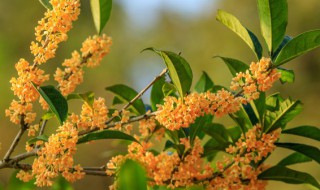 桂花酒可以加什么一起泡 桂花酒一起泡的东西