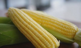 水果玉米是淀粉类食物吗 水果玉米是不是淀粉类食物