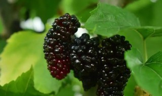 桑仁有什么用途呢 桑仁有什么用途