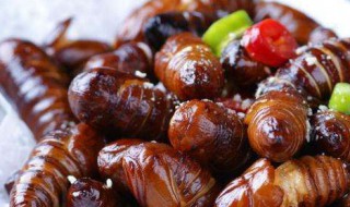 蚕蛹可以经常吃吗 蚕蛹总吃行吗