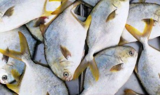 怎么处理武昌鱼 如何处理武昌鱼