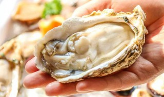 生蚝保存 生蚝保存方法