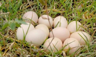 冬至节为什么要吃鹅蛋 冬至节要吃鹅蛋的原因