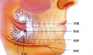 长智齿疼怎么办 以下信息快点get起来吧