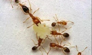 家中有蚂蚁怎么办 去除蚂蚁的方法有哪些