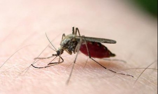 蚊子咬了怎么消肿止痒最快，分享一些常见的治疗办法