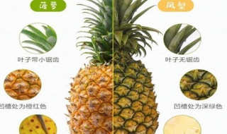 凤梨和菠萝的区别 6个区别