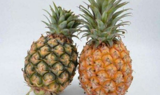 凤梨和菠萝的区别 有四点不同