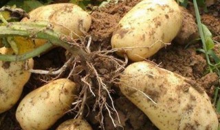 士豆有点发芽还能吃吗 有点发芽可以吃