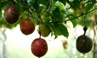 百香果浇水的正确方法 土干即可浇水