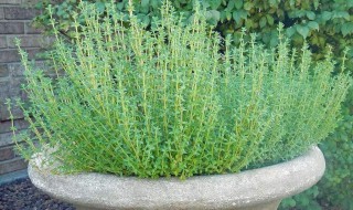 百里香食用方法 具体怎么食用