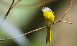 白玉鸟的饲养方法 如何饲养白玉鸟