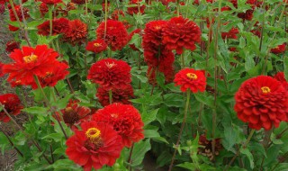 百日草的种植方法方法 一起来了解一下