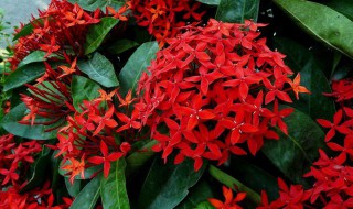 龙船花的养殖方法和注意事项 一起来了解一下