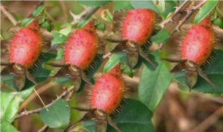 刺梨子泡酒的正确方法 如何用刺梨子泡酒的方法