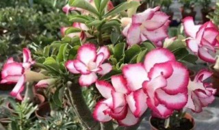 沙漠玫瑰的养殖方法 沙漠玫瑰怎么养