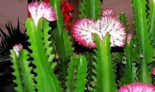 龙骨花的养殖方法 如何养殖龙骨花