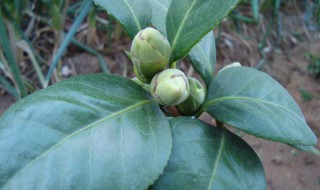 茶花掉叶子的补救方法 茶花掉叶子的补救方法介绍