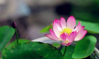 荷花作文 荷花作文范文