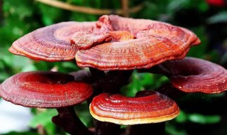 灵芝是年份越久越好吗 一起来看看