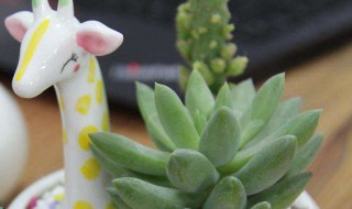 手工盆栽怎么做 做盆栽的方法