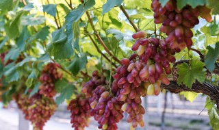 为什么吃葡萄会吐皮 吃葡萄为什么要吐皮呢