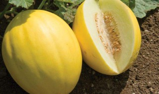 挑选甜瓜的正确方法 挑选甜瓜的步骤