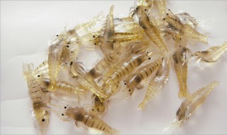 虾怎么处理才透明 有什么做的技巧