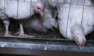 肉鸡饲料怎么做 肉雏鸡的饲料配方推荐