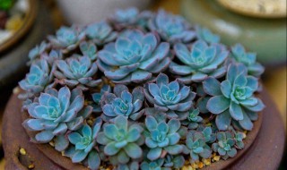 多肉打包的正确方法 方法步骤如下