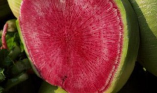 正宗红萝卜腌制方法 腌制萝卜的方法