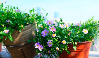 太阳花苗的养殖方法 太阳花苗的养殖方法有哪些