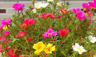 室内太阳花种植方法 如何种植太阳花