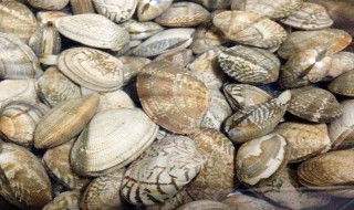 野生花蛤怎么处理干净 野生花蛤处理干净的方法