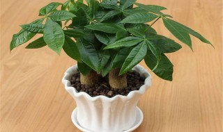发财树养植的方法 这些方面都要注意了