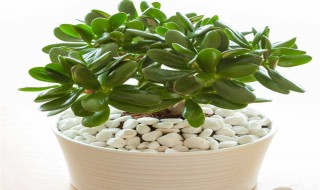 玉树的室内养殖方法 有什么养殖的技巧