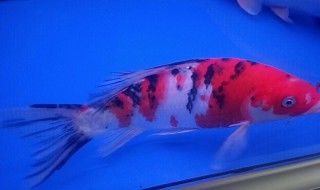 锦鲤死了怎么处理鱼缸 锦鲤怎么处理