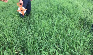 仓库除草最好的方法 仓库除草最好的方法是什么