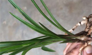 带叶葱蒜的保存方法 是什么原理