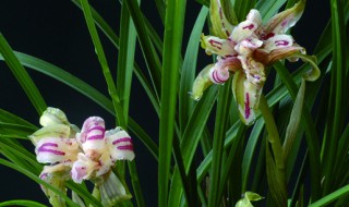 盆栽兰花的养护方法 如何养殖兰花