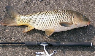 农村野河钓鲤鱼方法 野河钓鲤鱼的技巧