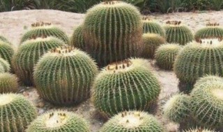 仙人球种植方法要点 仙人球的种植养护